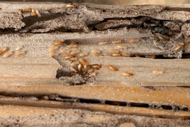 Best Ant Control Services  in Demopolis, AL